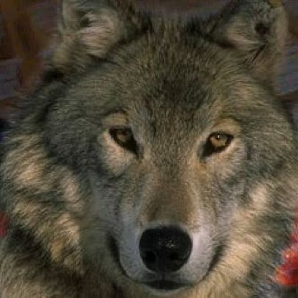 wolf_grey